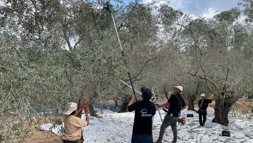 موسم وفير.. ما التحديات التي تواجه تسويق زيت الزيتون اللبناني؟