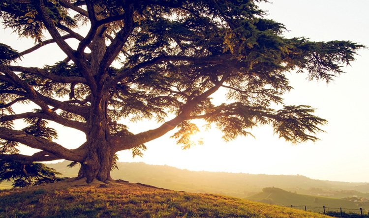 لبنان... أحقاً أرزاته «عاجقين» الكون؟!