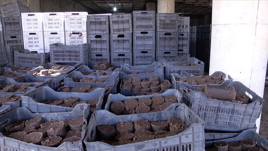 مخلفات الزيتون المعصور.. المصدر الأوفر للتدفئة في لبنان