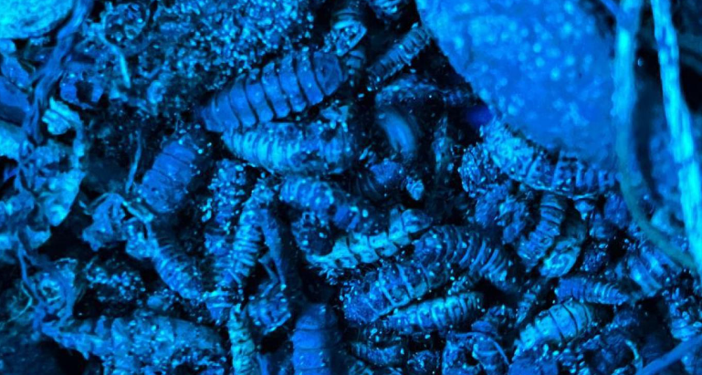 انطلق من بلدة جون الشوفية .. بالديدان : مشروع شبابي يطمح لإنقاذ لبنان من النفايات