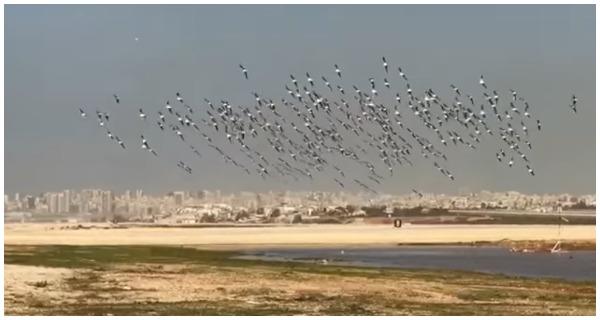 يجتذبها مطمر النفايات القريب من مطار بيروت .. طيور لبنان المهددة بالرصاص الطائش تهدد طائراته