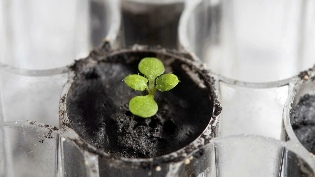 انجاز علمي فريد من نوعه : نباتات الأرض تنمو في تربة القمر