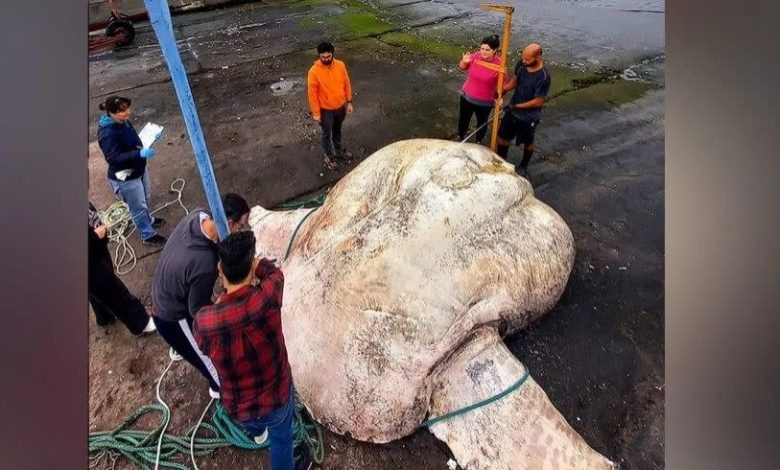 تزن 2744 كيلوغرام.. العثور على أثقل سمكة عظمية في العالم